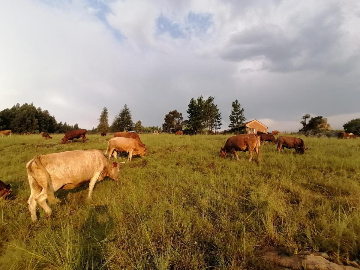 Rocks & Roses Farm Stay Lochiel Экстерьер фото
