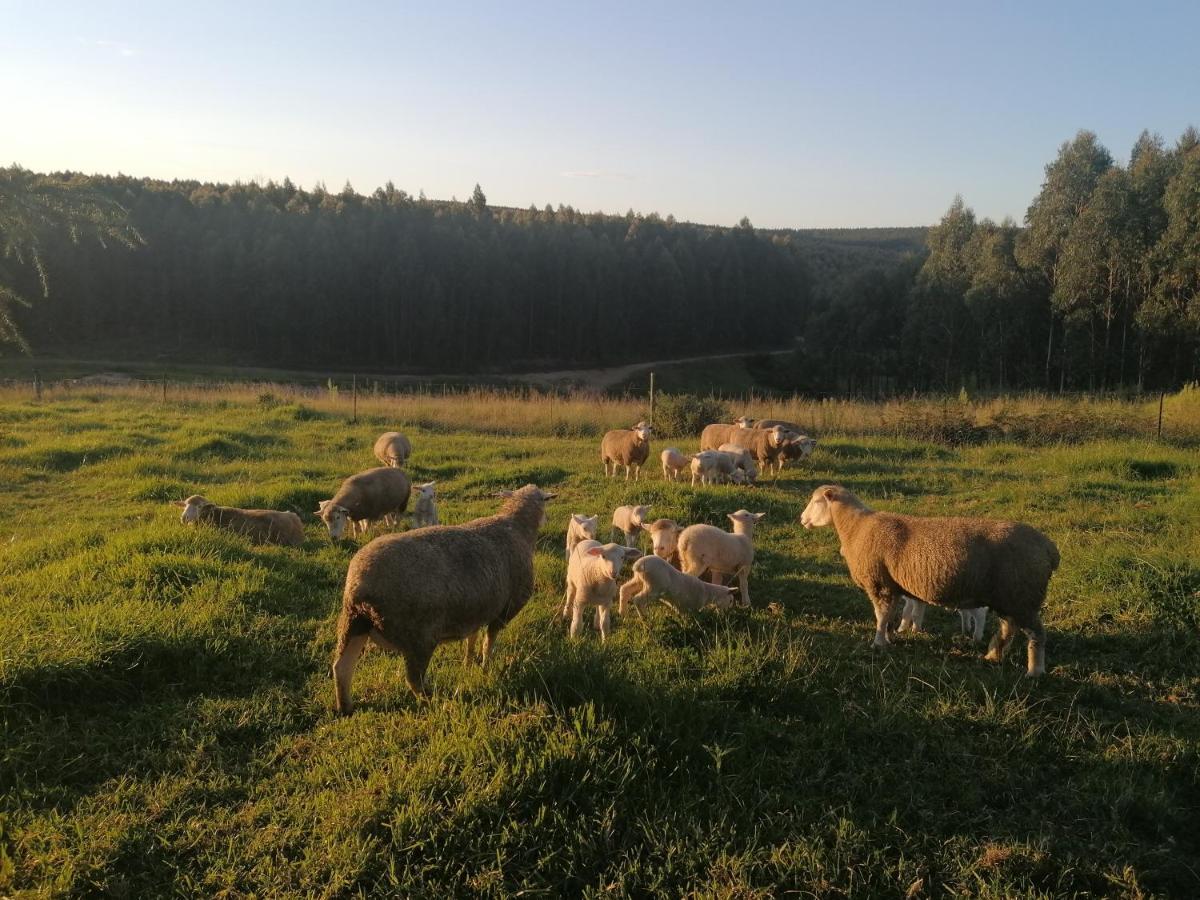 Rocks & Roses Farm Stay Lochiel Экстерьер фото