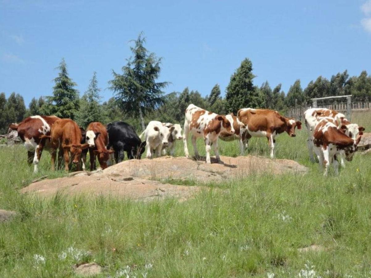 Rocks & Roses Farm Stay Lochiel Экстерьер фото